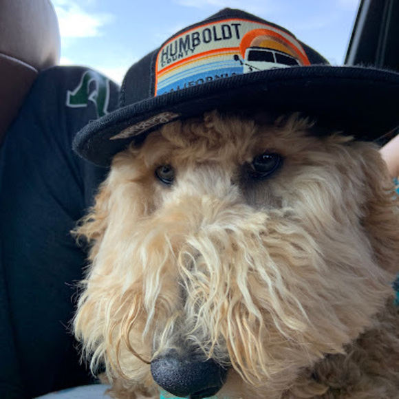 Meet your Posher, Andrew - Picture 1 of 1